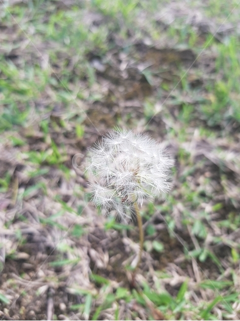 식물,민들레,잔디,가을,풀
