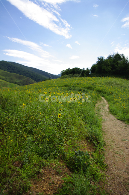 풍경,하늘,구름,꽃밭,해바라기,꽃,flower,식물,plant,길,자연,풍경,nature,landscape,outdoors,옥외,grassland,목초지,field,들