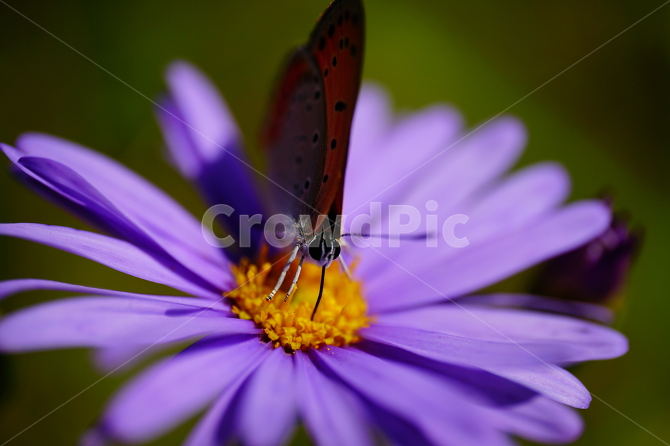 벌개미취,쑥부쟁이,나비,부전나비,곤충,벌레,꽃,플라워,자연,식물,butterfly,insect,flower,nature,bug,접사,클로즈업,closeup,macro,매크로,마크로,9월,가을,september,autumn,fall,꽃사진,가을꽃,가을,계절,fall,autumn,season,식물,자연,plants,nature,꽃,flower,동물,animal,곤충,벌레,insect,bug,plant