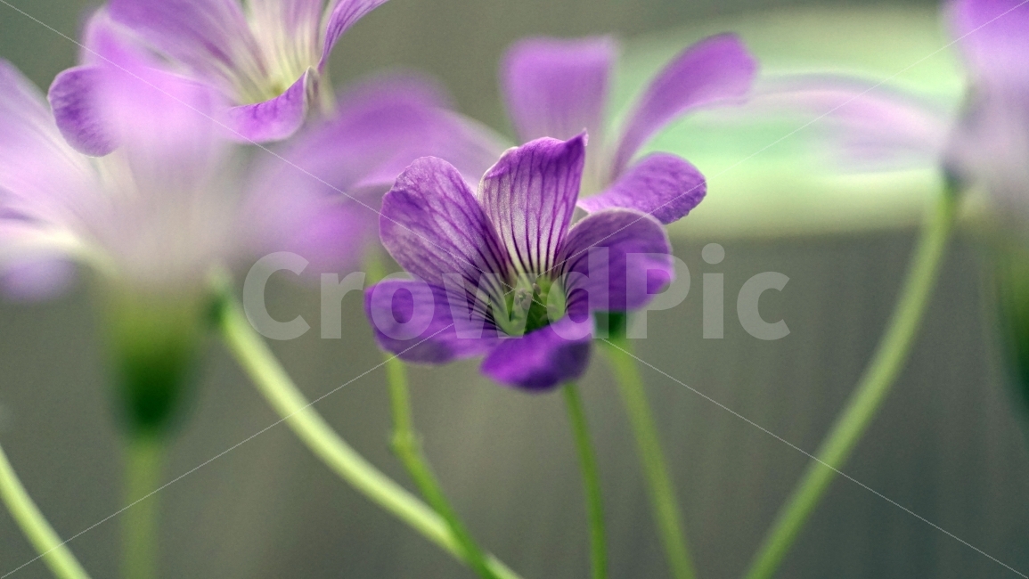 선유도,공원,식물,식물원,온실,화단,꽃,꽃밭,자연,꽃잎,줄기,이파리,접사,flower,nature,plants,마크로,macro,클로즈업,closeup,감성,힐링,healing,꽃사진,풍경,landscape,경치,식물,자연,plants,nature,꽃,flower