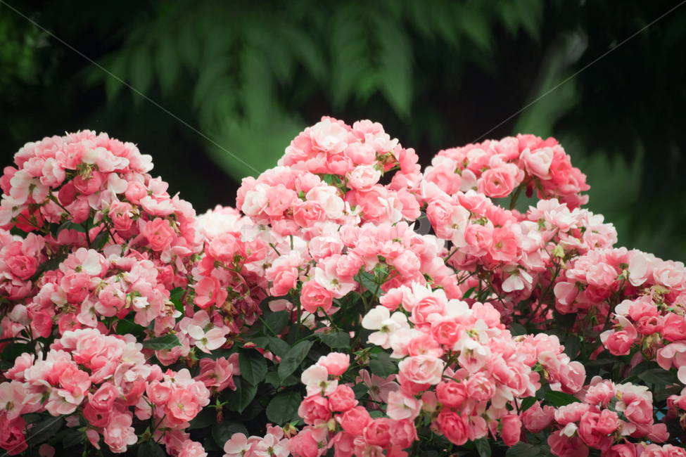 장미,꽃,flower,flowers,rose,꽃밭,자연,식물,nature,plant,plants,꽃잎,장미꽃,식물,자연,plants,nature,꽃,flower