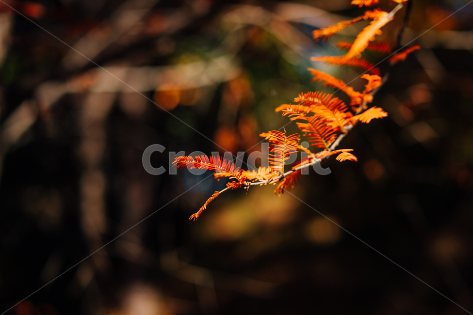 자연,식물,계절,나무,nature,plant,tree,season,metasequoia,메타세콰이아,가을,시즌,autumn,단풍,낙엽,만추,나뭇잎,가을,계절,fall,autumn,season,식물,자연,plants,nature