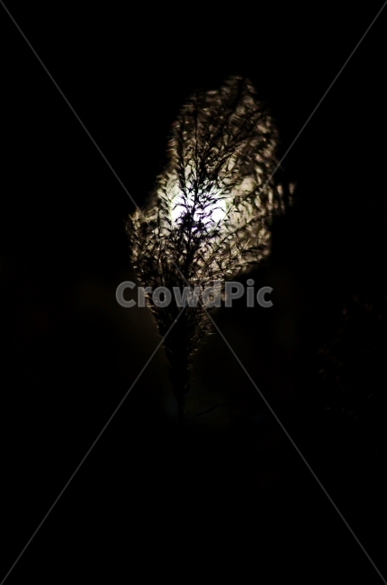 억새,갈대,겨울,야경,아웃포커스,자연,야경,밤,풍경,nightscape,night,landscape,식물,자연,plants,nature,grass,잔디,plant