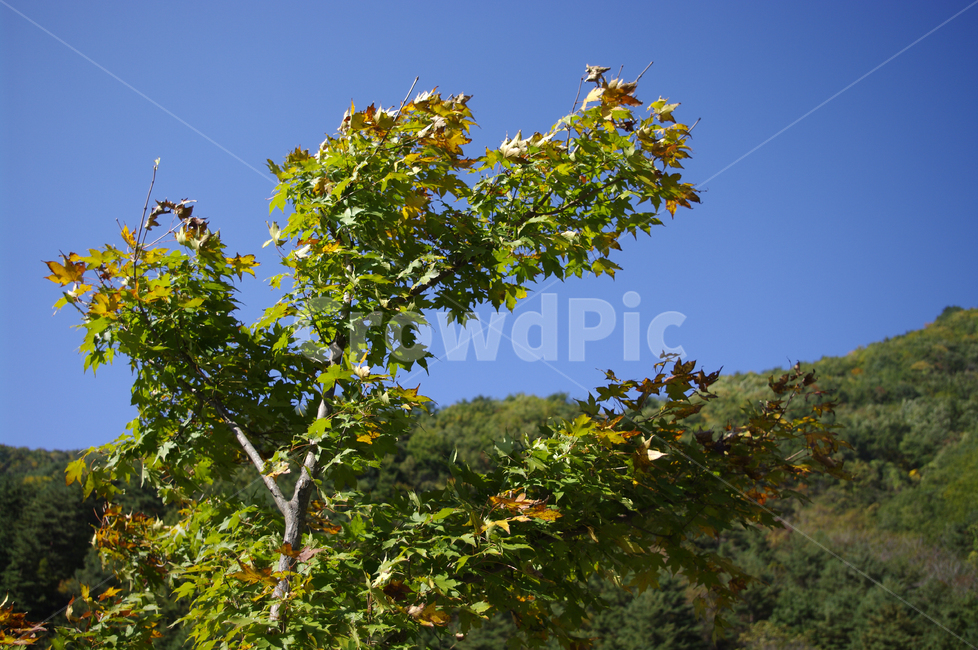 나무,잎,하늘,산,단풍,자연,풍경,nature,landscape,plant,식물,leaf,tree