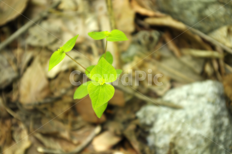 식물,잎,초록,plant,color,식물,자연,plants,nature