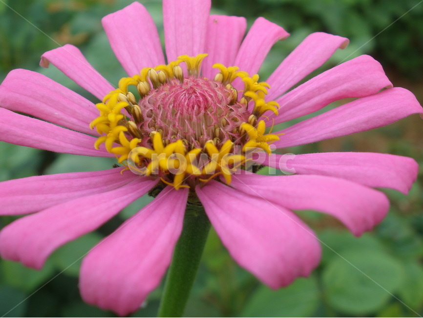 봄,꽃,봉오리,백일홍,아웃포커스,봄,계절,spring,season,식물,자연,plants,nature,꽃,flower,plant