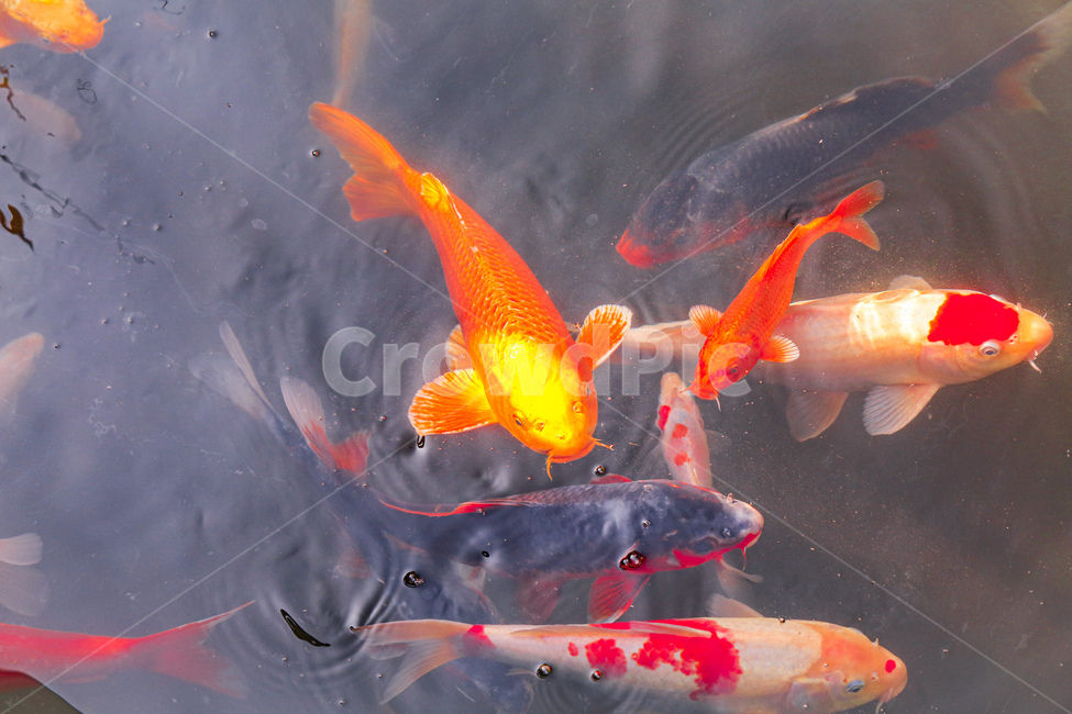 fish,물고기,animal,물,금붕어,동물,animal,어류,물고기,fish