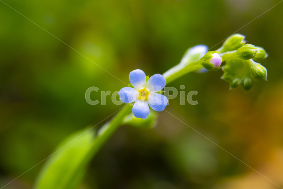 꽃,봄,접사,flower,spring,macro,들꽃,식물,자연,plants,nature,꽃,flower