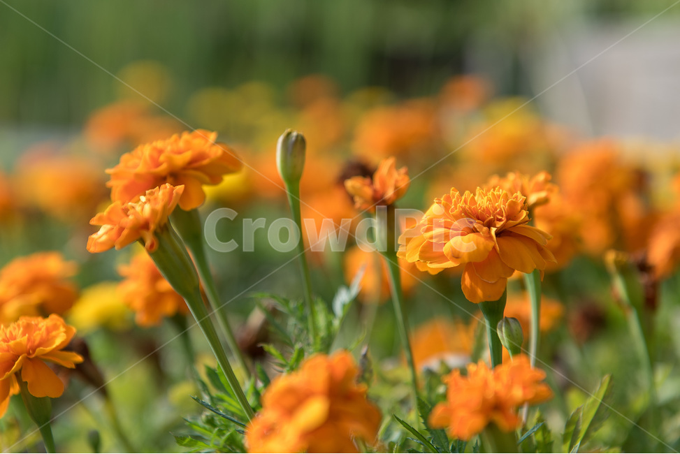 꽃,들꽃,화사함,여름,생기,식물,자연,plants,nature,꽃,flower