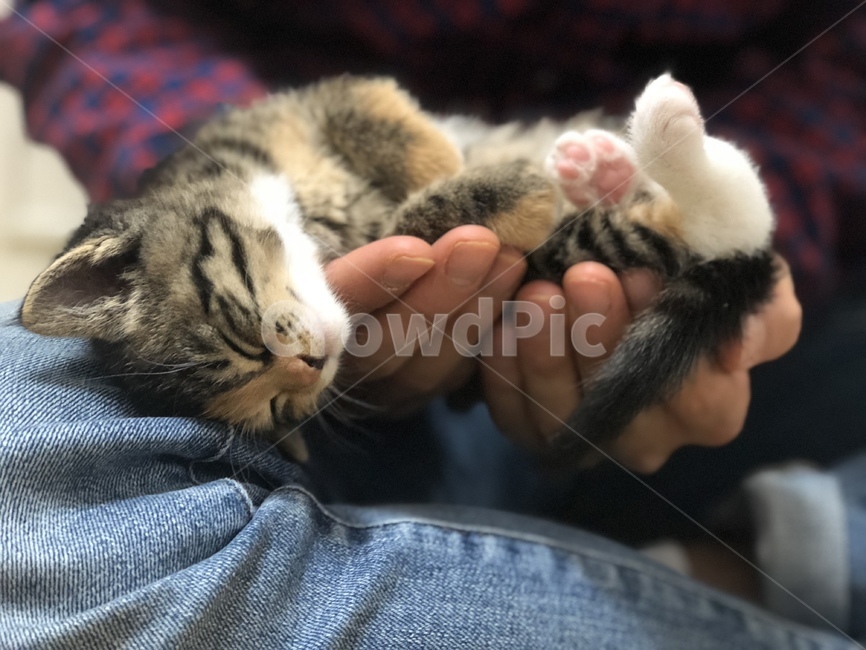 유기묘,고양이,집사,야옹이,애완동물,동물,animal,포유류,mammal,고양이,cat,kitten,kitty,사람,인물,인간,human,person,신체일부,몸,body