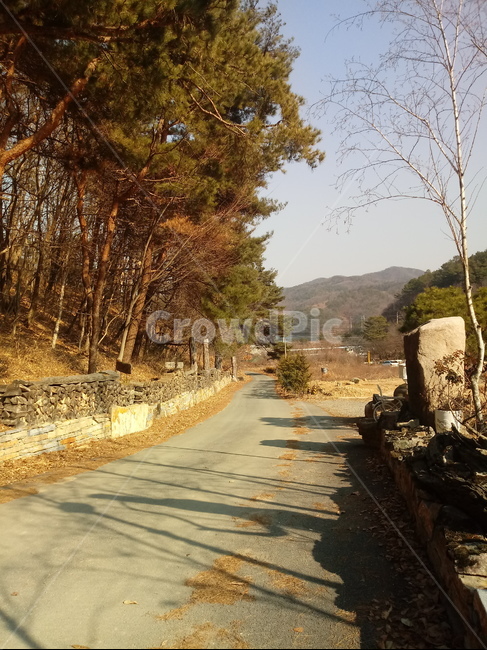 길,도로,산,소나무,나무,산길,산책로,나무가지,하늘,자연