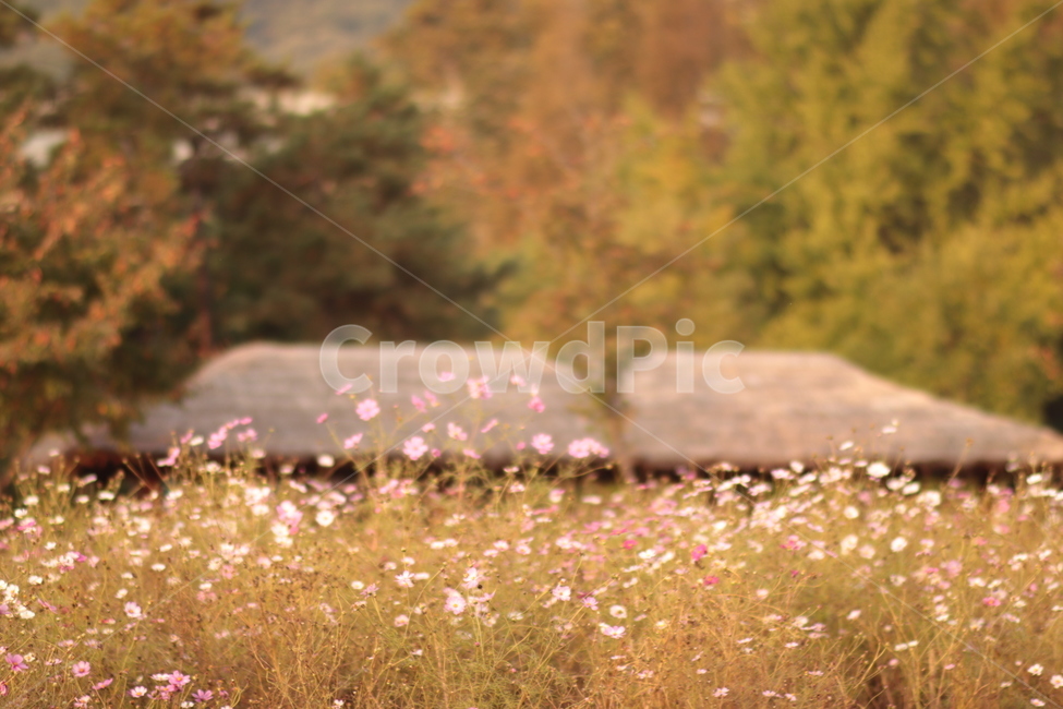 가을,어딘가,따뜻한,가을픙경,flowers,autumn,autumnscenery,fall,코스모스,가을꽃,가을,계절,fall,autumn,season,자연,풍경,nature,landscape