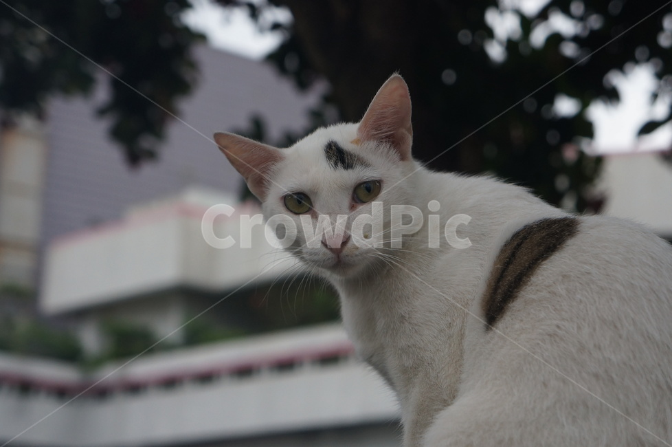 길고양이,고양이,동물,유기묘,cat,동물,animal,포유류,mammal,고양이,cat,kitten,kitty