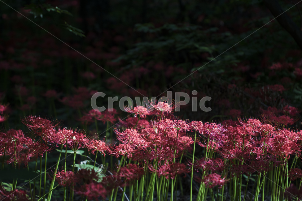 꽃무릇,상사화,꽃,식물,자연,여름,배경,식물,자연,plants,nature,꽃,flower
