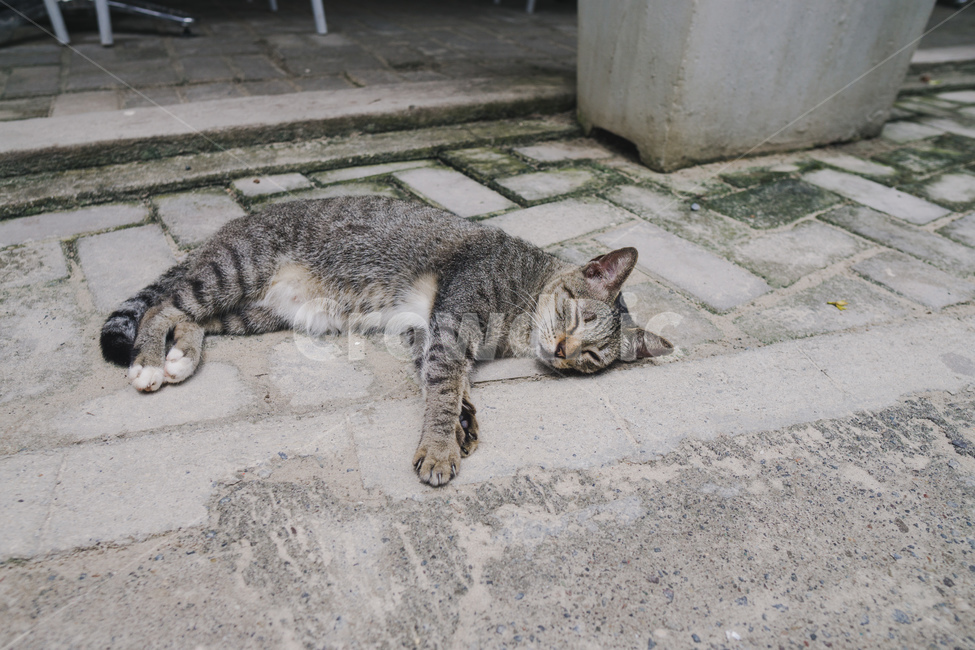 감성,고양이,휴식,cat,rest,lovely,동물,animal,포유류,mammal,고양이,cat,kitten,kitty