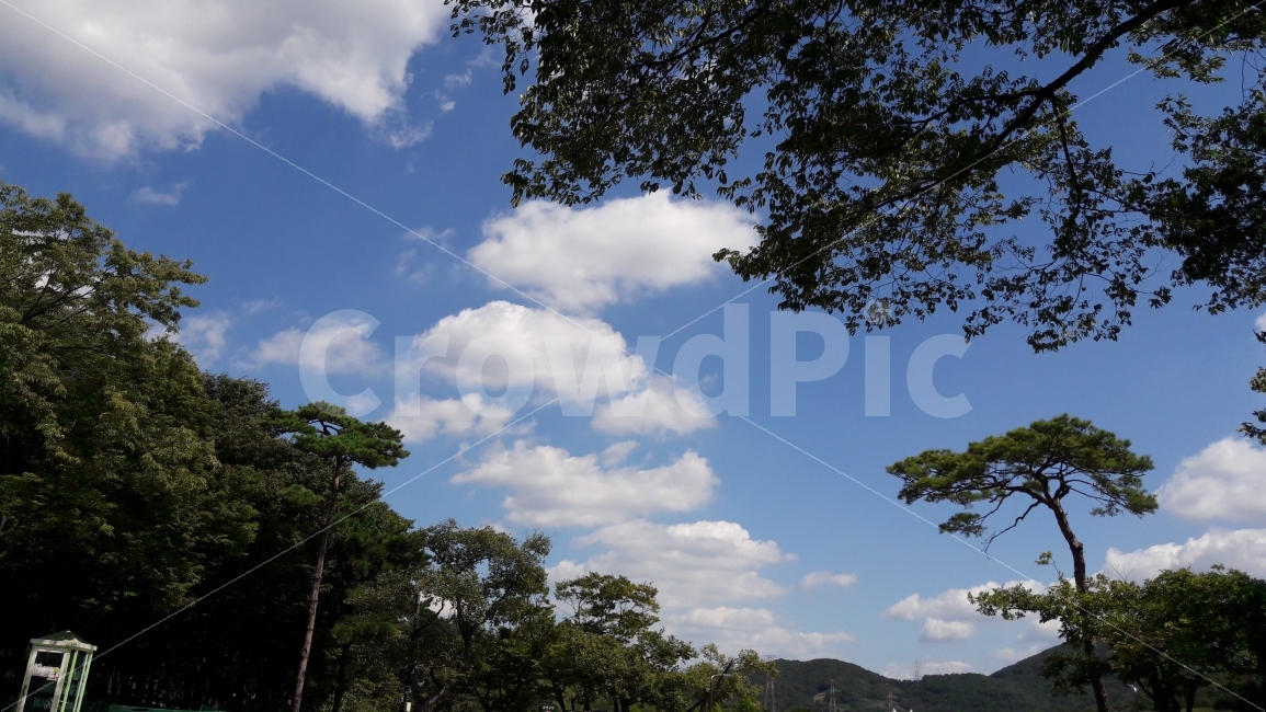 하늘,뭉게구름,나무,인천대공원,시원함,자연,풍경,nature,landscape,한국자연풍경,한국자연경관,korea nature landscape,weather,날씨,outdoors,옥외,cumulus,적운,cloud,구름,sky