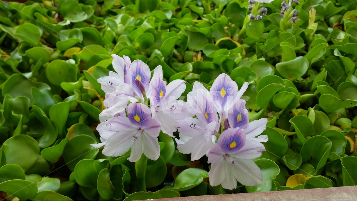 부레옥잠,꽃,수상식물,보라색,청순함,식물,자연,plants,nature,꽃,flower