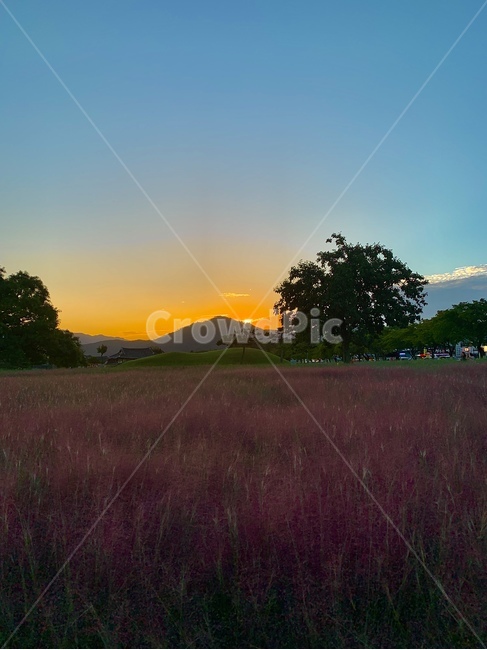 nature,핑크뮬리,핑크,꽃,일몰,sunset