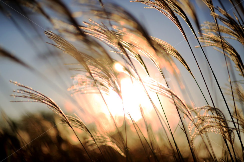 가을,갈대,풍경,억새,하늘,자연,nature,landscape,식물,plants,가을,계절,fall,autumn,season,grass,잔디,plant