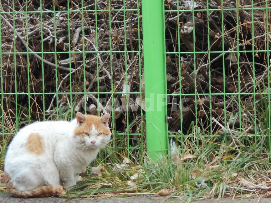 고양이,길냥이,동물,길고양이,애완동물,cat,동물,animal,포유류,mammal,고양이,cat,kitten,kitty