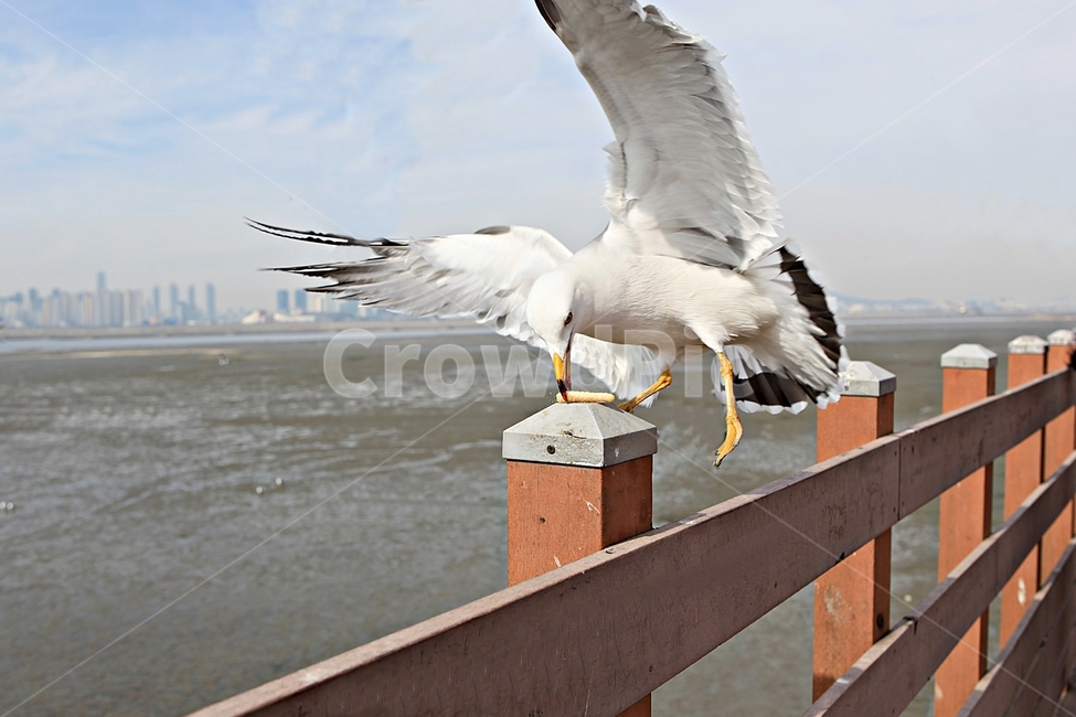 갈매기,새,조류,풍경,배경,자연,하늘,동물,animal,조류,새,birds