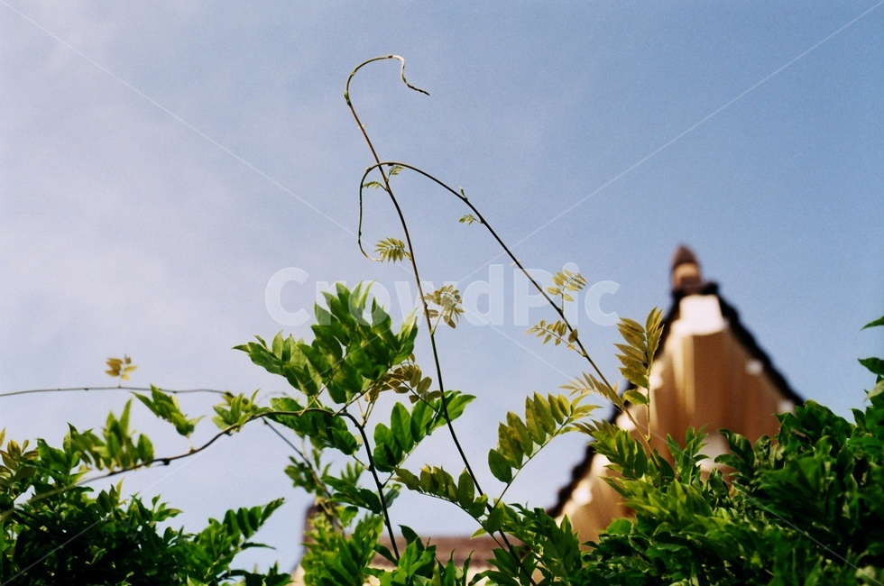 경주,도서관,기와,필름카메라,여름,한국전통,한국문화,korean traditional,korean culture,식물,자연,plants,nature