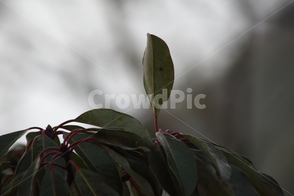 상록수,잎,식물,엽록소,leaf,식물,자연,plants,nature