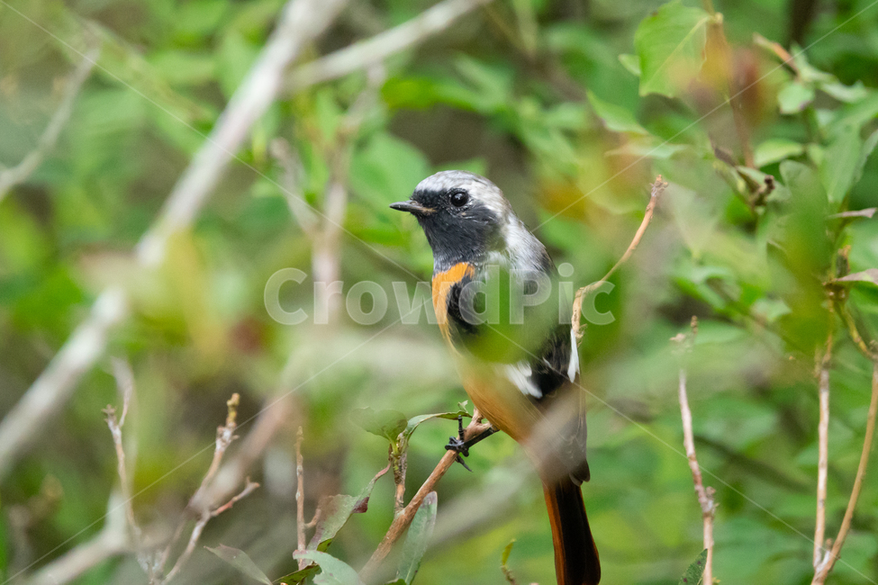 새,조류,동물,자연,나무,cute,동물,animal,조류,새,birds
