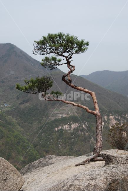 도락산,바위,소나무,탐방로,자연,자연,풍경,nature,landscape,식물,plants,나무,trees,wood,outdoors,옥외