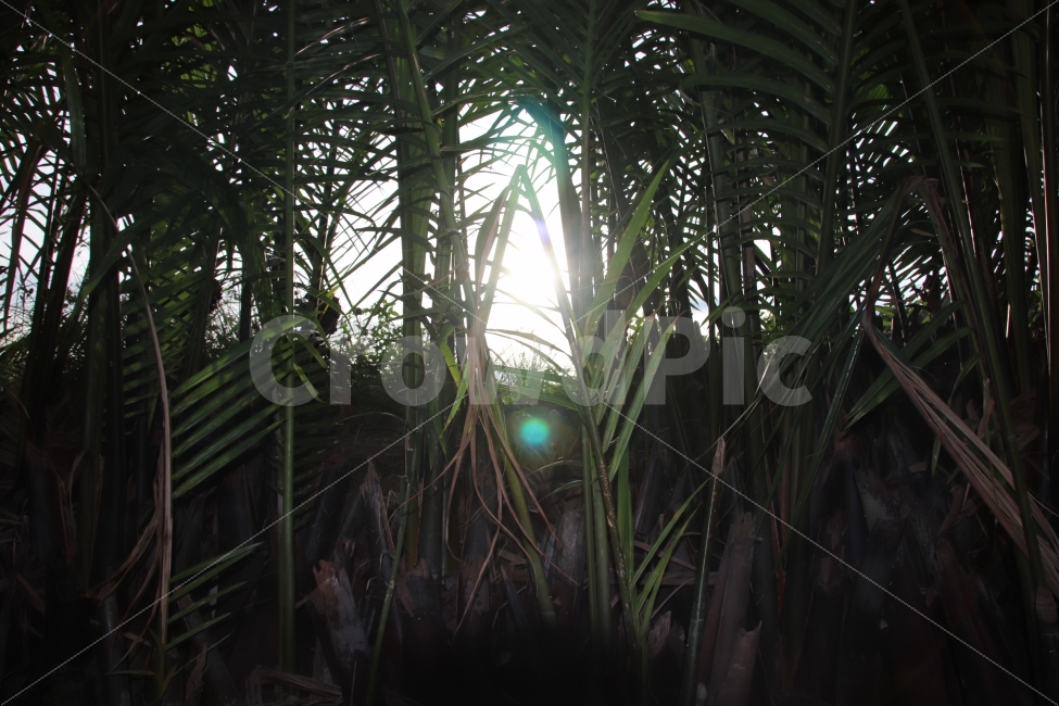 자연,햇빛,강,감성,고요함,자연,풍경,nature,landscape,flare,플레어,light,빛,sunlight,plant,식물