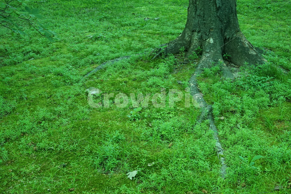 배경,초록,잔디,뿌리,나무,plant,식물,background,root,tree,green,자연,풍경,nature,landscape,식물,plants