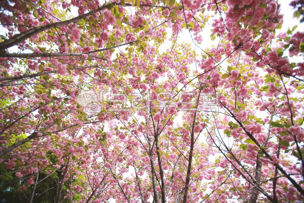 spring,Double cherry blossoms,pink,Cherry Blossom,cherryblossom,flower