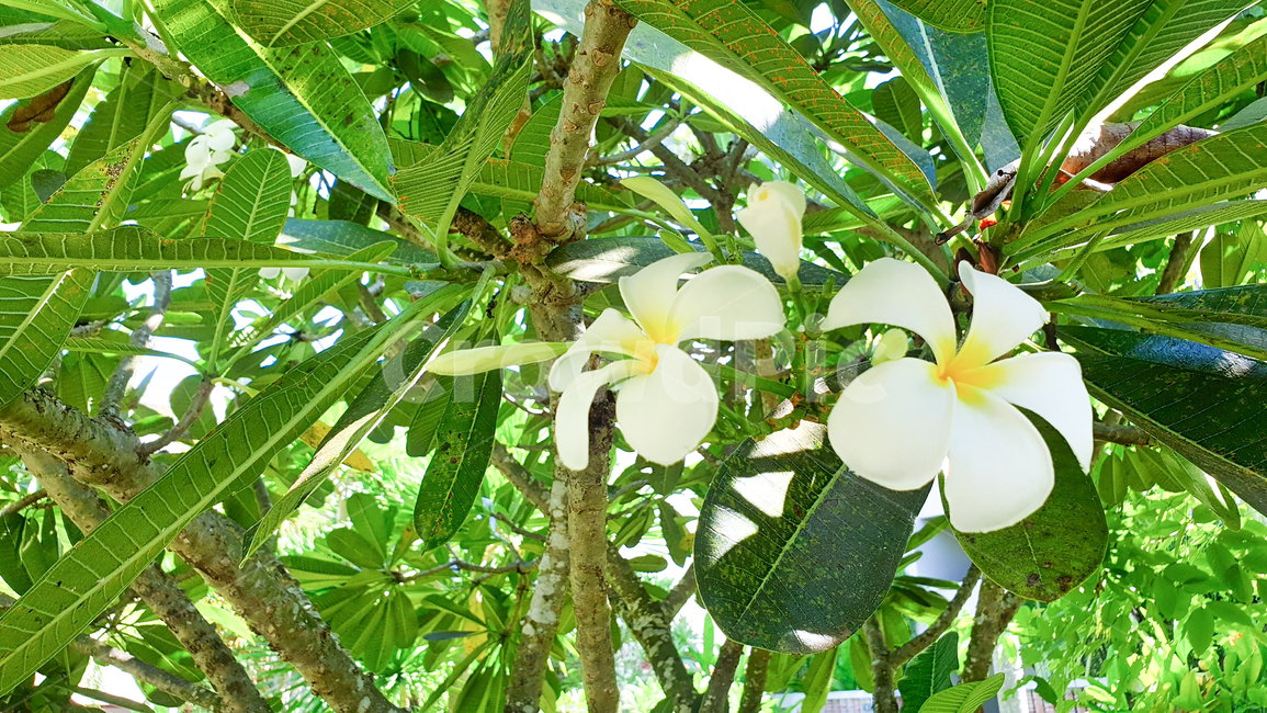 플루메리아,꽃,나무,자연,하얀색꽃,flower