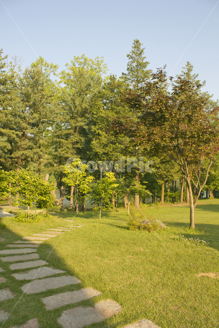 풀,들,삼림,경치,들판,풍경,남이섬,나미나라,남이아일랜드,춘천,한국,대한민국,정원,숲,돌길,길,산책로,산책길,풀밭,잔디,잔디밭,나무,자연,실외,야외,여름,낮,공원,하늘,자연,풍경,nature,landscape,grass,plant,식물,outdoors,옥외