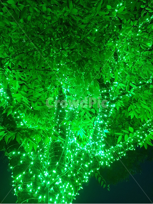 푸른,나무,잎,초록잎,저녁,야경,밤,풍경,nightscape,night,landscape,light,빛