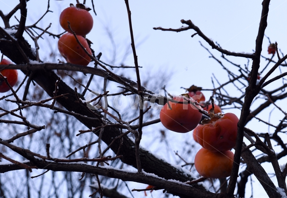 첫눈,눈,겨울,못다핀꽃,과일,가을끝,풍경,감,까치밥,겨울,계절,winter,season,음식,식재료,요리,food,cook,meal,dishes,food reserves,과일,열매,fruit