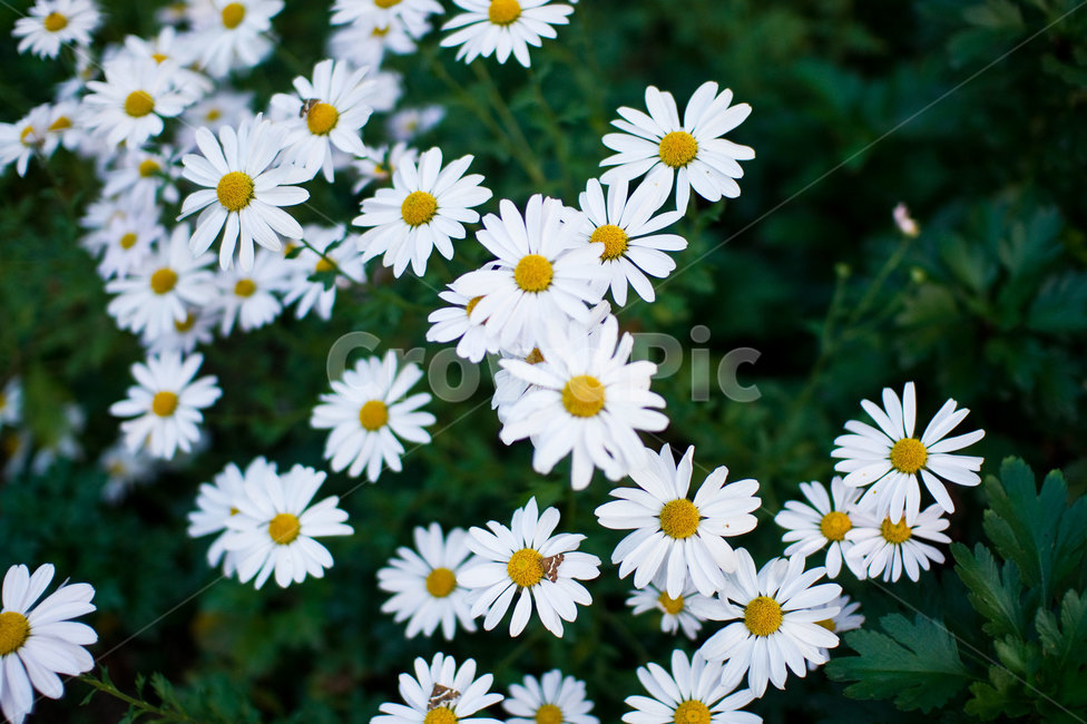 꽃,들국화,하얀꽃,하얀들국화,꽃들,식물,자연,plants,nature,꽃,flower