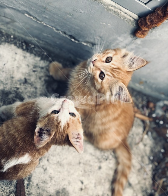 고양이,고양이들,cat,동물,감성사진,고양이사진,새끼고양이,고양이,cat,kitten,kitty