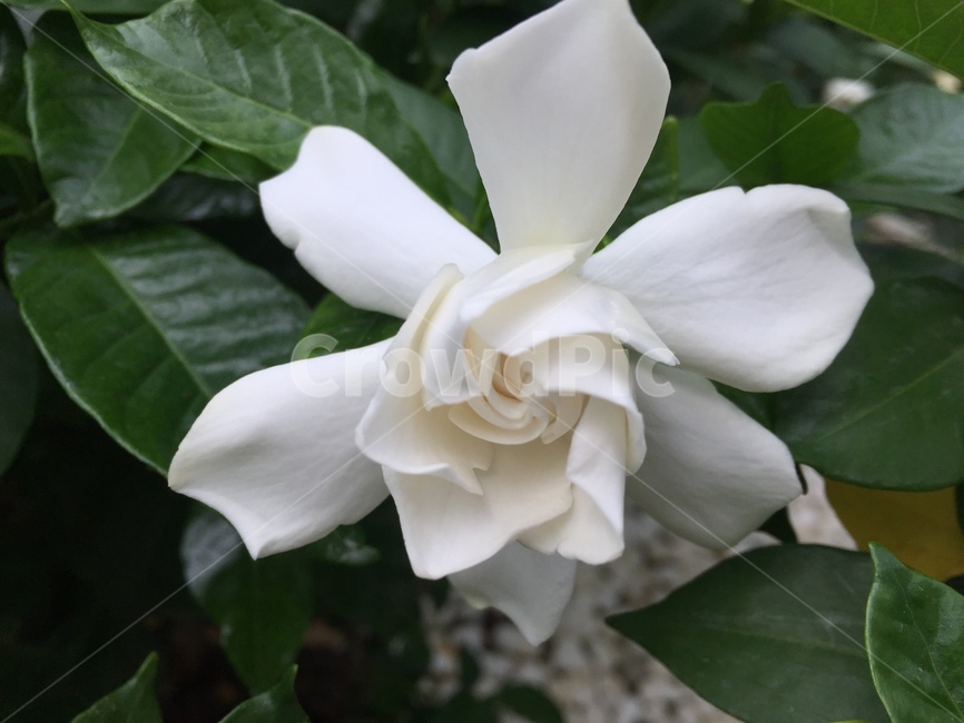 꽃,치자꽃,flower,gardénia,하얀색
