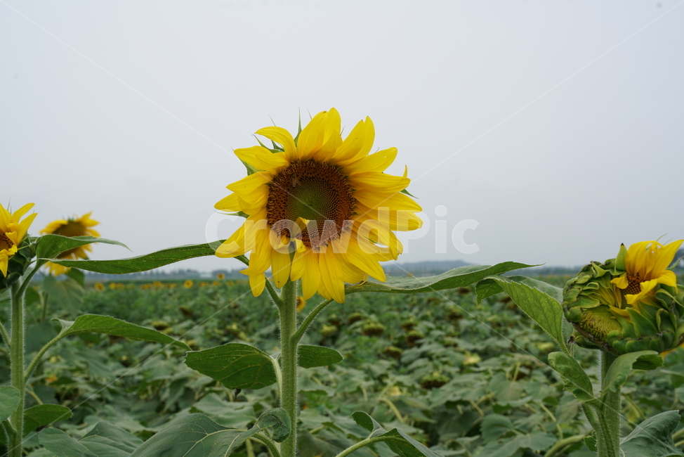 해바라기,식물,해바라기꽃,국화과,sunflower,두상화,규화,항일화