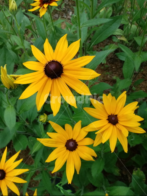 루드베키아,coneflower,노란색꽃,식물,천인국