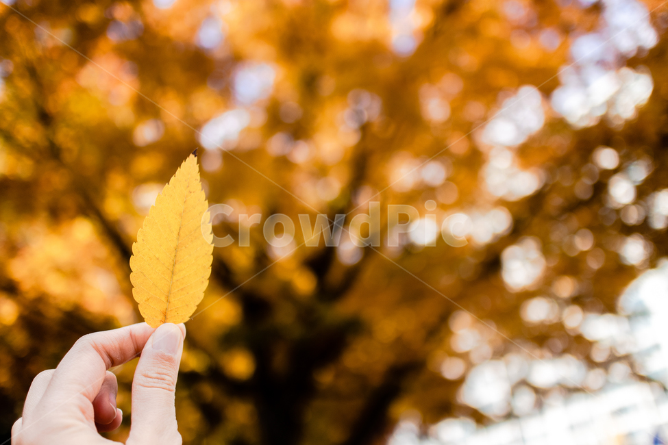 가을,autumn,fall,야외,outdoor,공원,park,자연,nature,맑은날,clear,leaf,leaves,나뭇잎,단풍,단풍잎,노란색,노랑,yellow,손,hand,가을,계절,fall,autumn,season