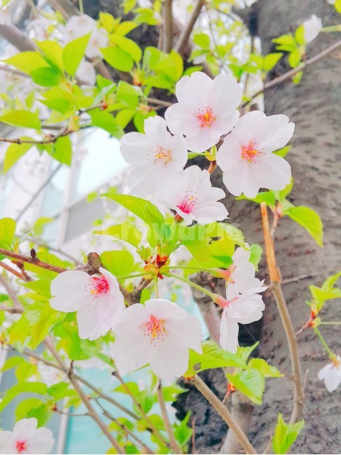 봄,벚꽃,주말,꽃,나무
