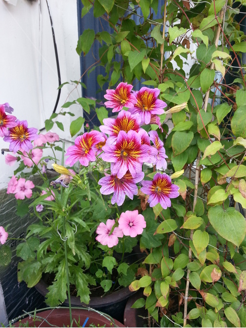 plant,식물,blossom,꽃,flower,식물,자연,plants,nature,꽃,flower