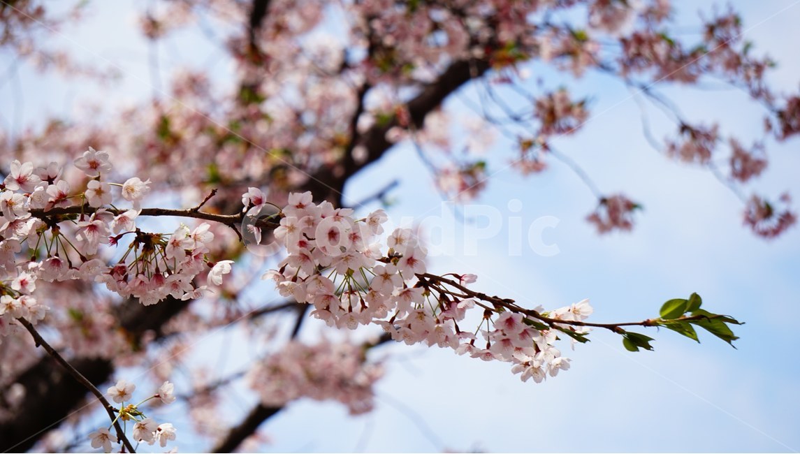 벗꽃,봄,flower,나무,spring,꽃