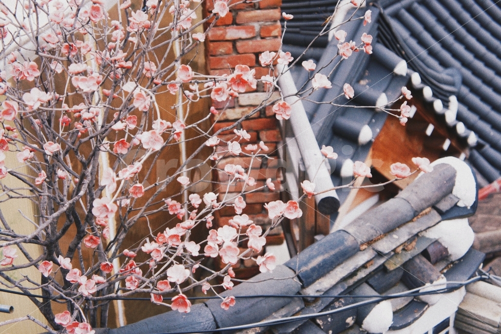 flowers,traditional,sight,tradition,tiled house,landscape,flower,Emotional photo