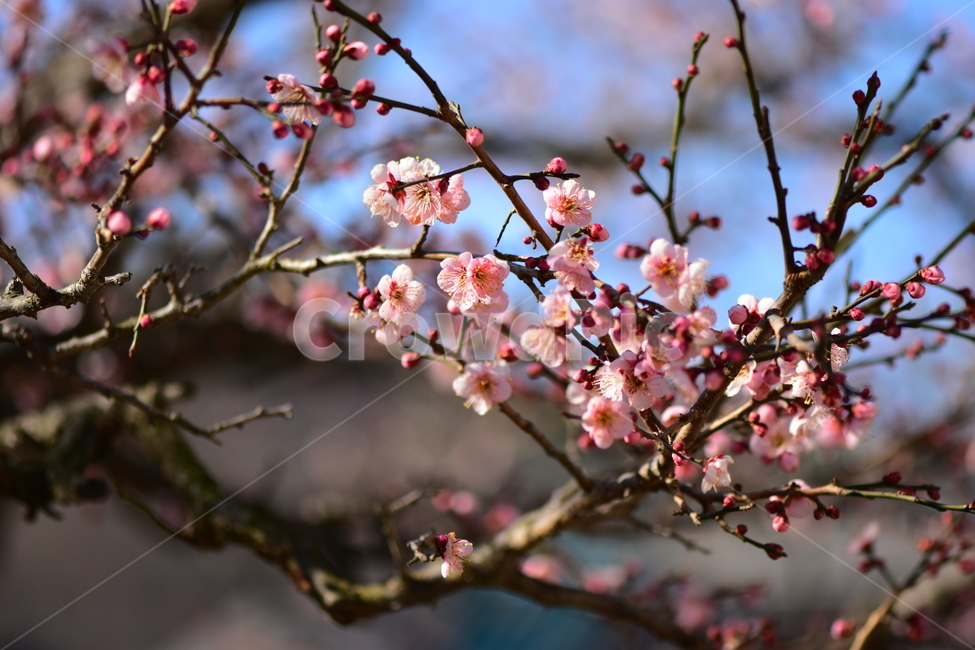 홍매화,봄,자연,식물,식생,나무,힐링,감성,plants,nature,spring,season,blossom,flower,꽃,plant,봄,계절,spring,season
