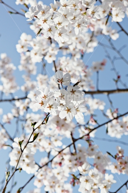 벗꽃,벗나무,꽃,벗꽃잎,꽃잎,봄꽃,봄,식물,자연,공원,식물,자연,plants,nature,꽃,flower
