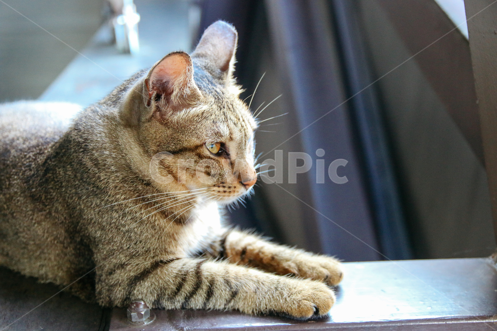 고양이,냥이,cat,길고양이,길냥이,냥,고양,캣,길냥,고등어태비,고양이꽃,동물,동물,animal,포유류,mammal,고양이,cat,kitten,kitty