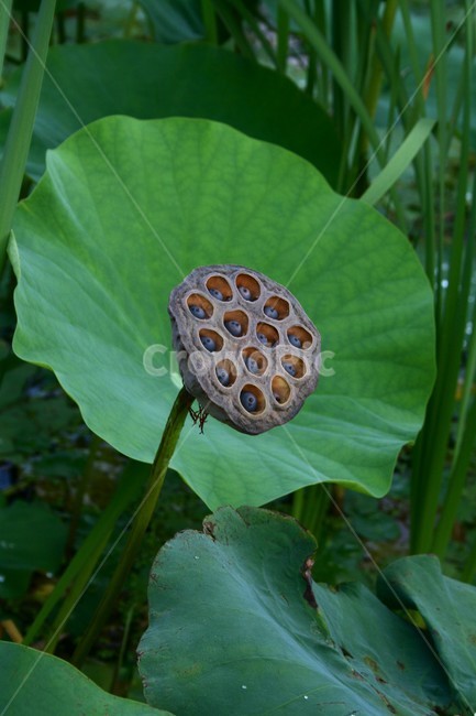 연꽃,연꽃씨,연자,연자방,연자육,수련과,수생식물,식물,자연,plants,nature